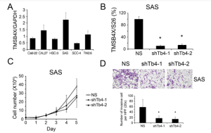 Expression of TMSB4X in HNSCC