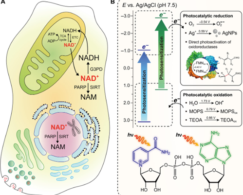 Biological and photocatalytic functions of NAD+