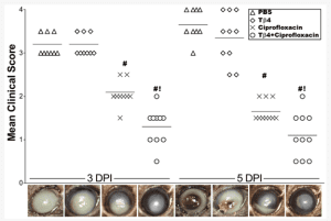 Ocular disease response of Pseudomonas aeruginosa-infected B6 mice