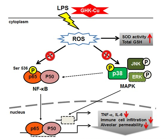 Improvement of LPS-induced Lung Damage by GHK-cu