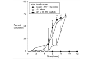 P21 Peptide Uses Alone and With Other Peptides