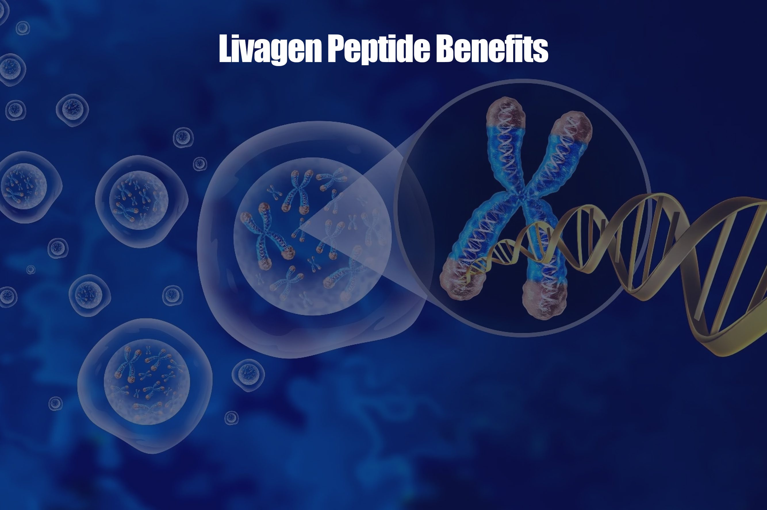 Livagen Peptide Benefits