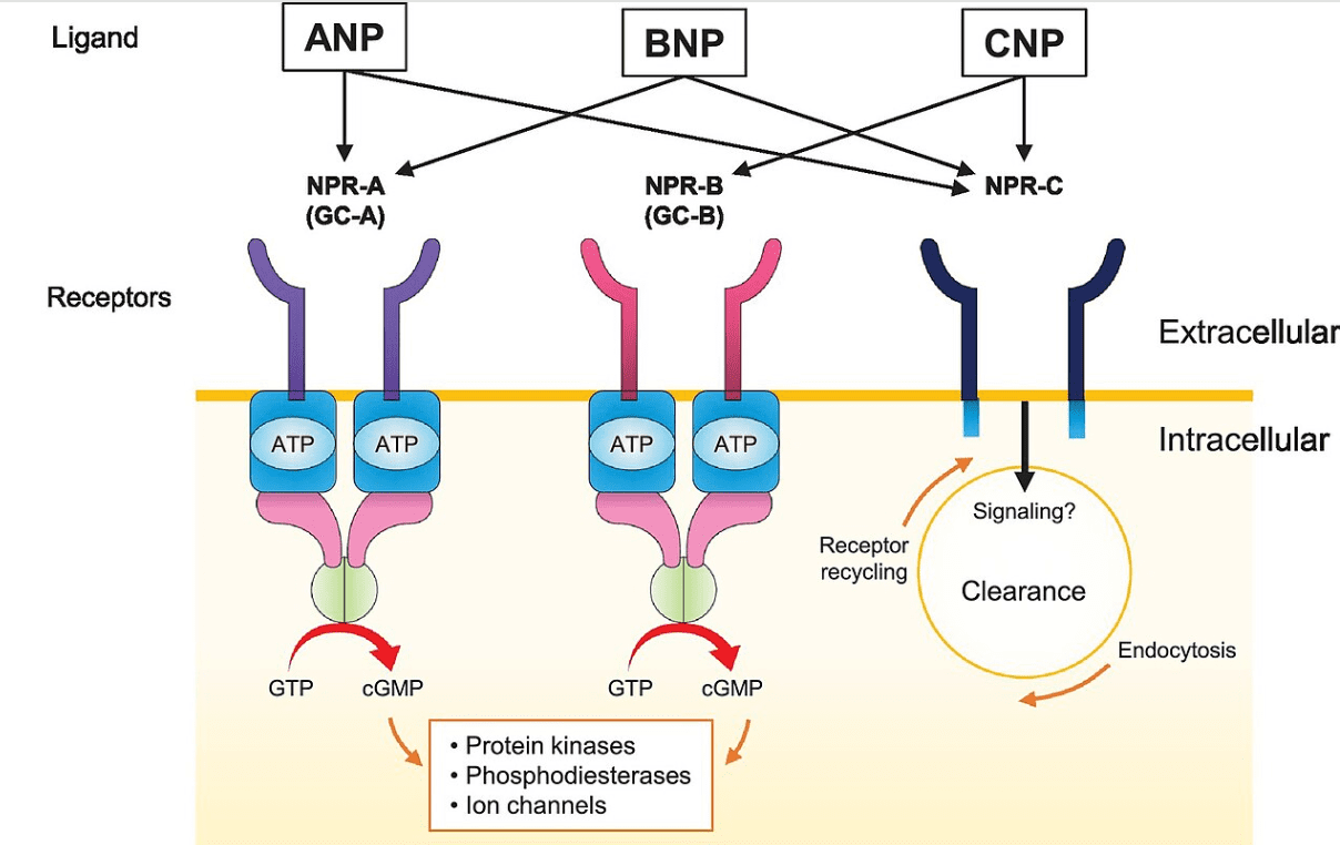Natriuretic peptide-binding receptors and ligand selectivity. 